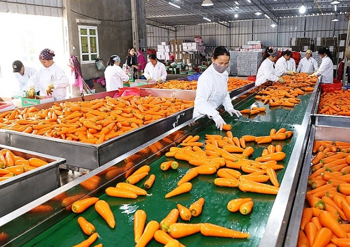 Xuất khẩu rau quả, đón tín hiệu tích cực những tháng đầu năm 2023