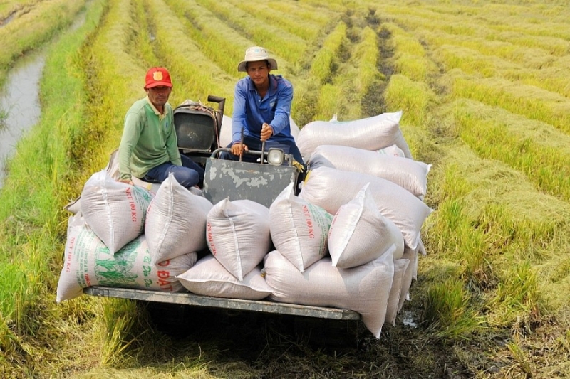 Giá gạo xuất khẩu bình quân 2 tháng đầu năm 2023 ước đạt 528,5 USD/tấn