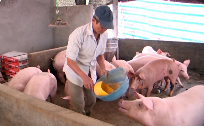 Yên Bái: Quan tâm phát triển nguồn nguyên liệu sản xuất thức ăn chăn nuôi