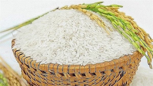 Giá lúa gạo hôm nay 26/11: Giá trong nước duy trì ổn định, giá xuất khẩu giảm 4 USD/tấn