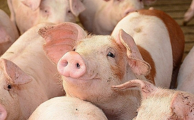 Giá lợn hơi hôm nay 28/6: Tiếp tục điều chỉnh tăng từ 1.000 - 2.000 đồng/kg