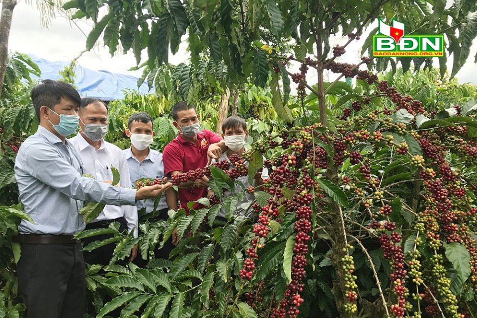 Đắk Nông: VnSAT thúc đẩy sản xuất cà phê bền vững, chất lượng cao