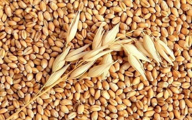 Thị trường hàng hóa ngày 21/9: Nhóm nông sản bật tăng mạnh, lúa mì tăng vọt 8%