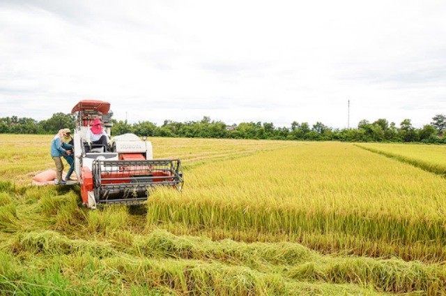  Giá lúa gạo hôm nay 29/8: Giao dịch sôi động phiên đầu tuần