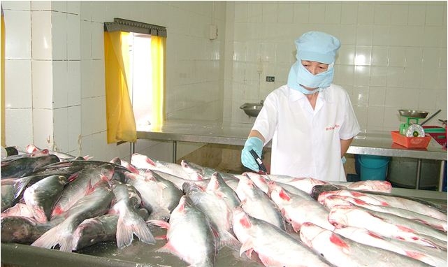 Thêm 2 doanh nghiệp đủ điều kiện xuất khẩu cá tra vào Liên minh kinh tế Á - Âu