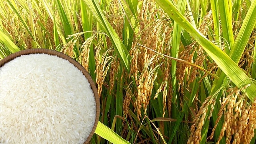 Giá lúa gạo hôm nay 20/9: Cao nhất ở mức 9.050 đồng/kg