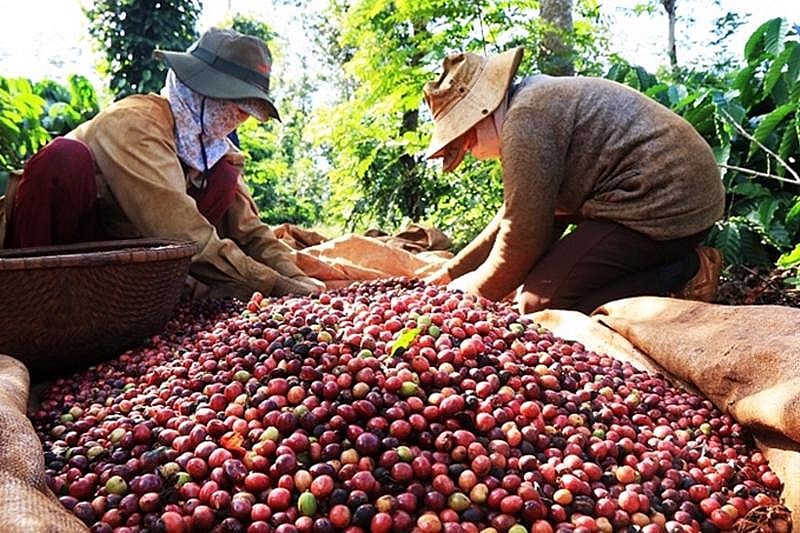 Xuất khẩu cà phê sang Hoa Kỳ: Giảm lượng, tăng ''chất''