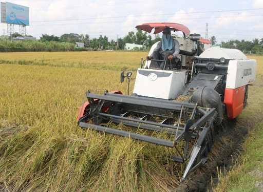 Giá lúa gạo hôm nay 29/7: Giá lúa tiếp tục giảm 200 - 300 đồng/kg