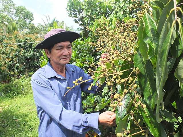 Đồng Tháp: Nông dân Nguyễn Thành Quới chuyển đổi từ trồng lúa sang trồng nhãn mỗi năm thu nhập tiền tỷ