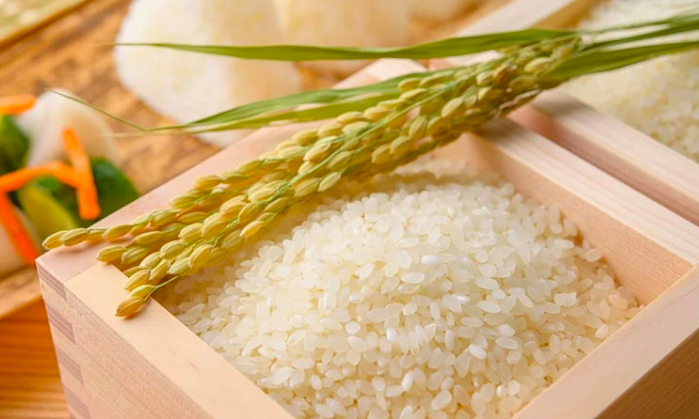 Giá lúa gạo hôm nay 2/10 và tổng kết tuần qua: Giá lúa gạo trong nước và xuất khẩu đều tăng