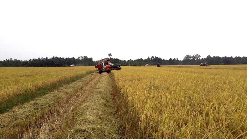 Giá lúa gạo hôm nay 7/12: Giá gạo xuất khẩu tiếp tục đà tăng 10 USD/tấn