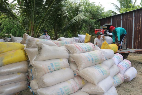 Cần Thơ: Giá lúa tăng nhờ đầu ra xuất khẩu gạo khởi sắc 