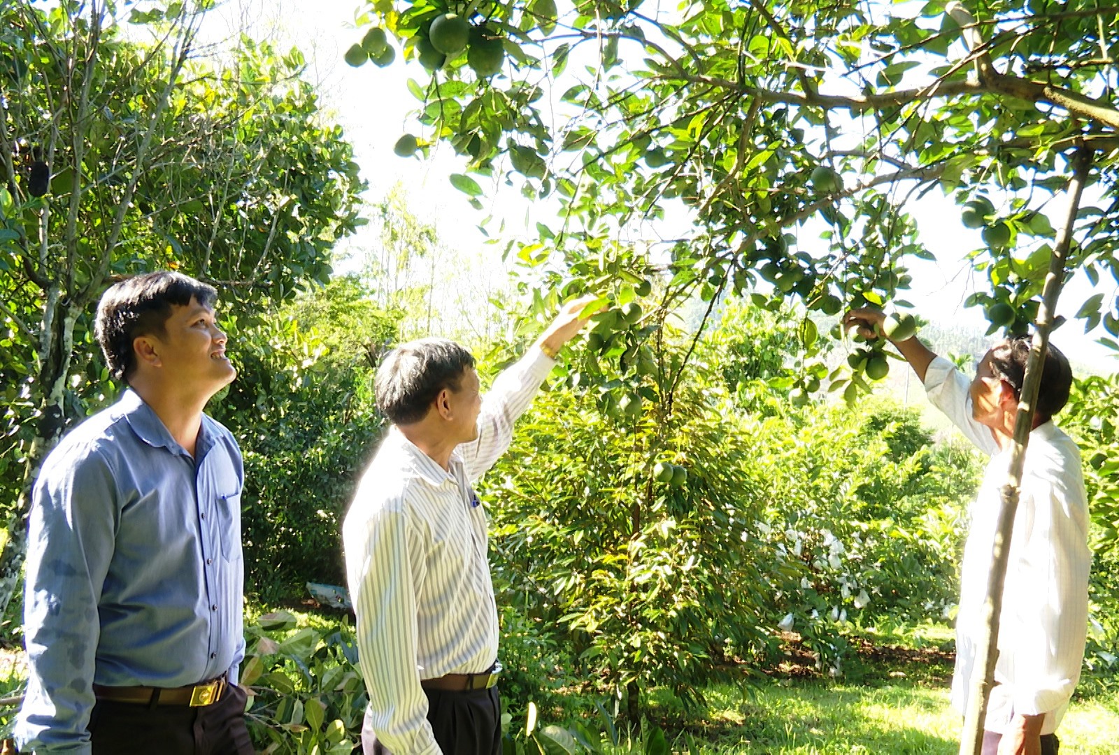 Quảng Nam: Làm giàu từ cây ăn quả