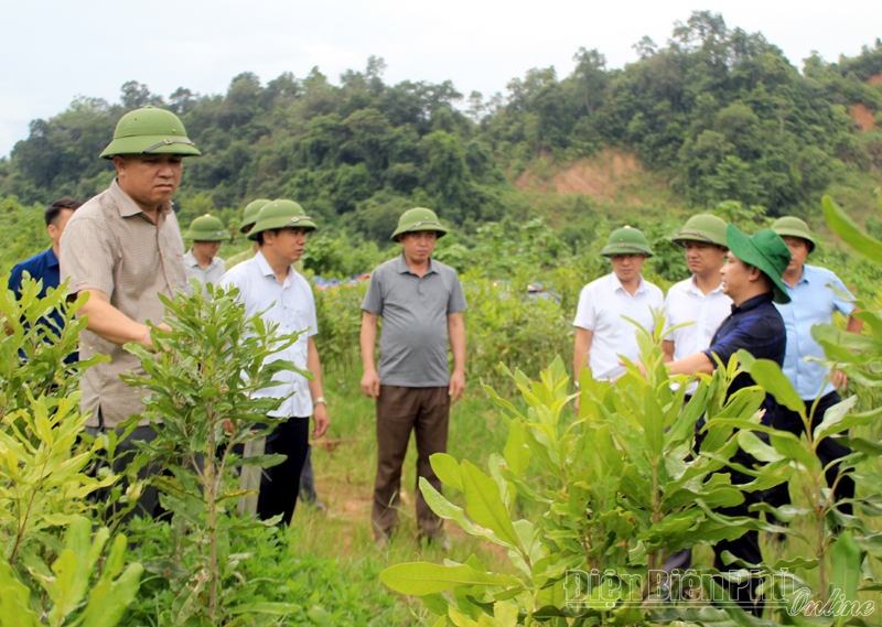 Điện Biên: Tiếp tục đẩy nhanh tiến độ giao đất, giao rừng ở Mường Nhé