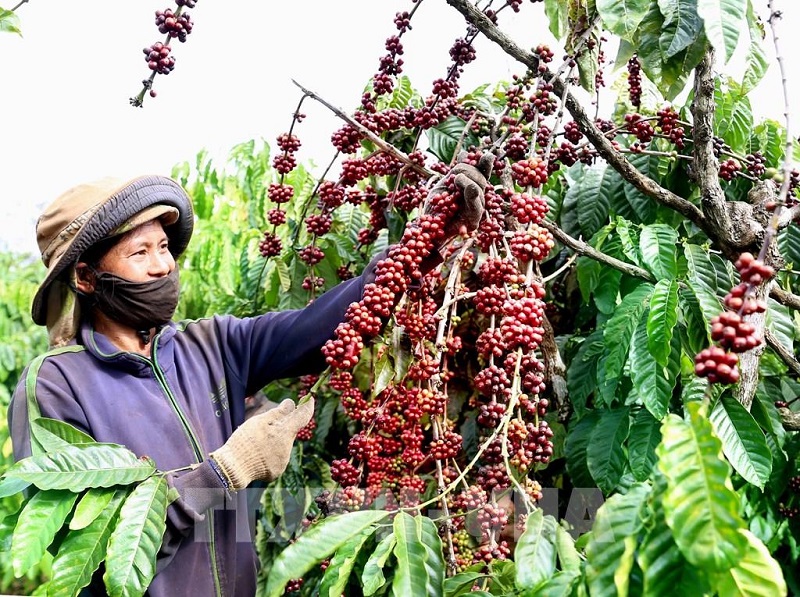 Ngành cà phê tạo việc làm và thu nhập cho hơn 600.000 hộ nông dân