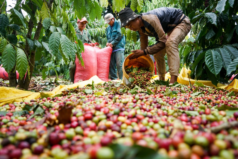 Giá cà phê hôm nay 28/9: Giá cà phê trong nước giảm 500 đồng/kg
