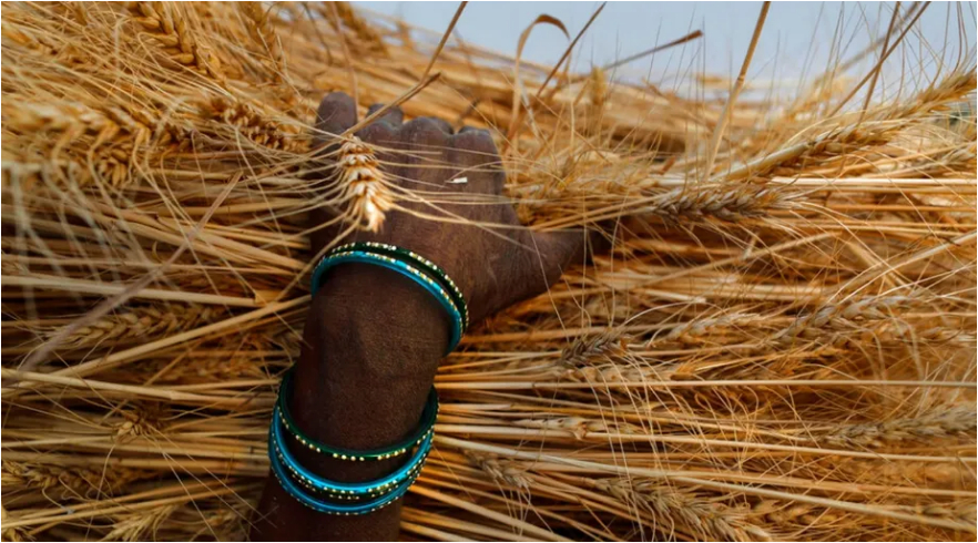 Ấn Độ đột ngột cấm xuất khẩu lúa mì do đợt nắng nóng kỉ lục ảnh hưởng đến mùa vụ