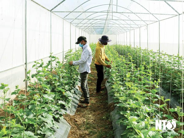Ninh Thuận: Nông nghiệp công nghệ cao - Đòn bẩy giúp huyện Bác Ái phát triển