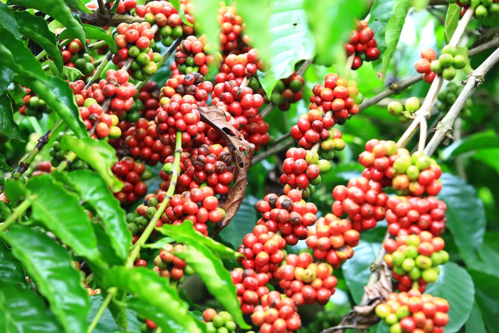 Giá cà phê hôm nay 4/9: Giá cà phê trong nước tiếp tục giảm 100 đồng/kg
