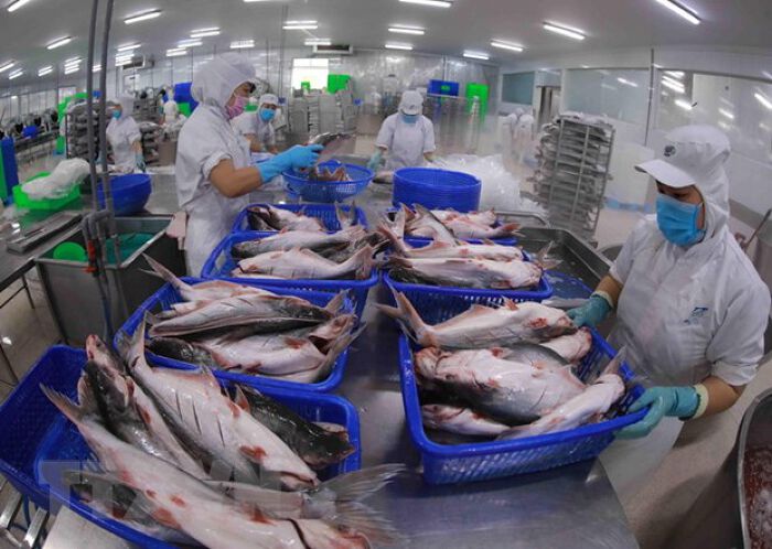 Loạt doanh nghiệp cá tra ghi nhận lãi 'khủng' nhờ chu kỳ tăng giá