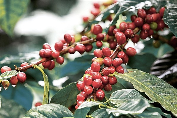 Cà phê, hạt tiêu Việt Nam ngày càng được ưa chuộng tại thị trường Australia