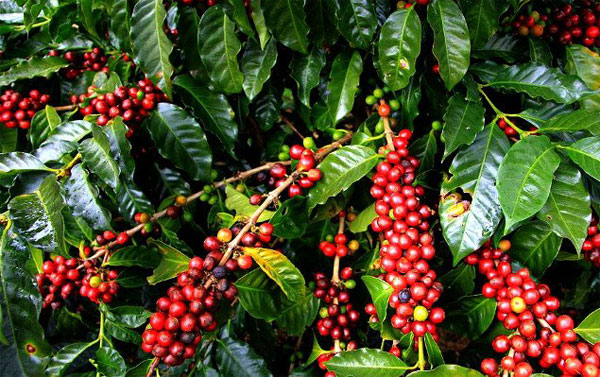 Cà phê Việt Nam mở rộng cửa xuất khẩu sang thị trường EU
