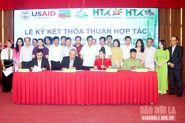 Sơn La: Ký kết thỏa thuận hợp tác giữa Dự án VFBC với doanh nghiệp, HTX tỉnh
