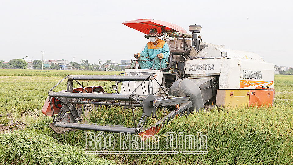 Nam Định: Phát triển sản xuất lúa gạo sạch, bền vững