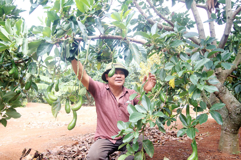Lâm Đồng: Di Linh tập trung phát triển nông nghiệp chất lượng cao
