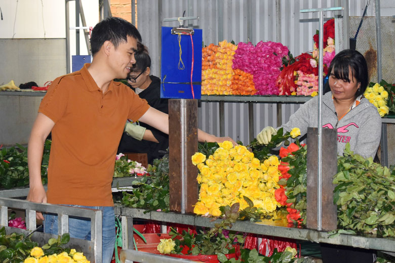 Lâm Đồng: Quỳnh Phương với mục tiêu 27 triệu cành hoa mỗi năm