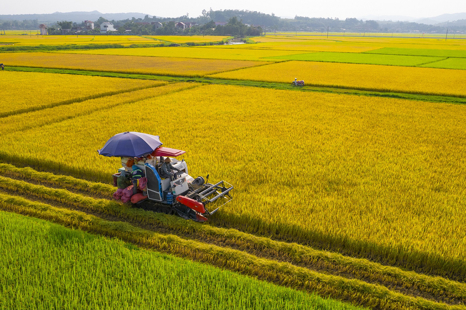 Quảng Bình: Tiến tới sản xuất lúa gạo chất lượng cao