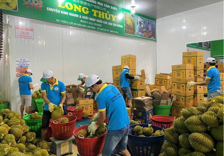 Lâm Đồng: Khi sầu riêng xuất khẩu chính ngạch