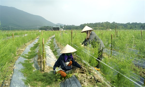 Phú Thọ: Chuyển Đổi Số - Cơ Hội Chuyển Mình Cho Kinh Tế Tập Thể