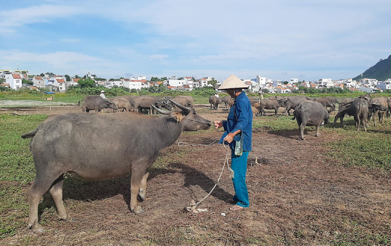 Phú Yên: Trâu bò mất giá, bí đầu ra
