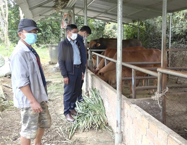 Quảng Nam: Thăng Bình khuyến khích nông dân nuôi bò lai