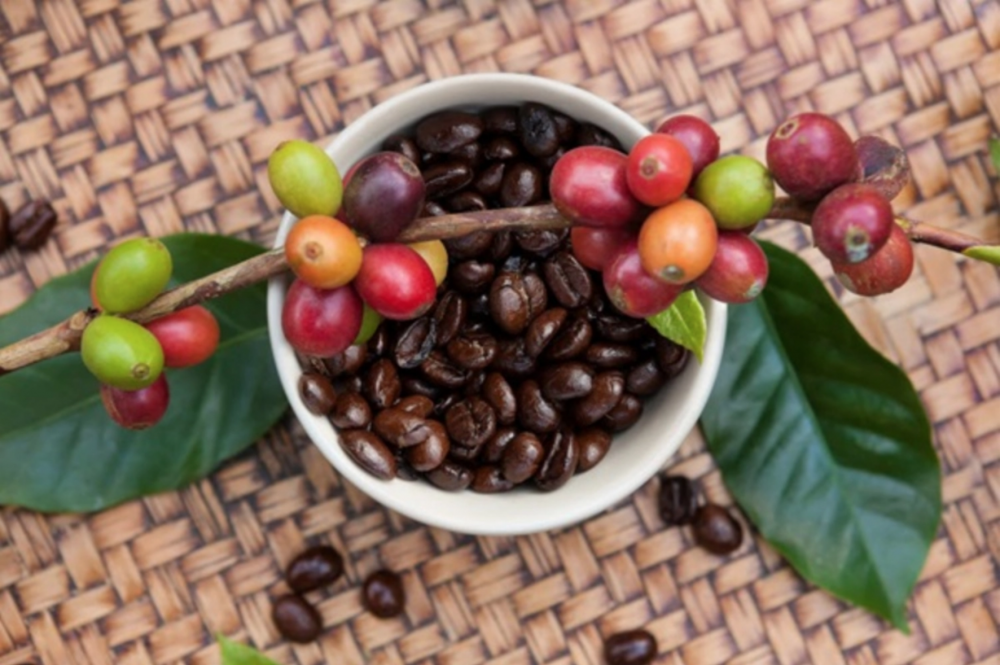 Giá cà phê hôm nay 15/9: Giá cà phê trong nước giảm 500 đồng/kg