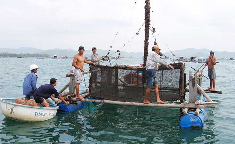 Phú Yên: Hướng đến nuôi trồng thủy sản bền vững