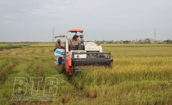 Thái Bình: Tiền Hải - 776 ha lúa xuân có liên kết, bao tiêu sản phẩm