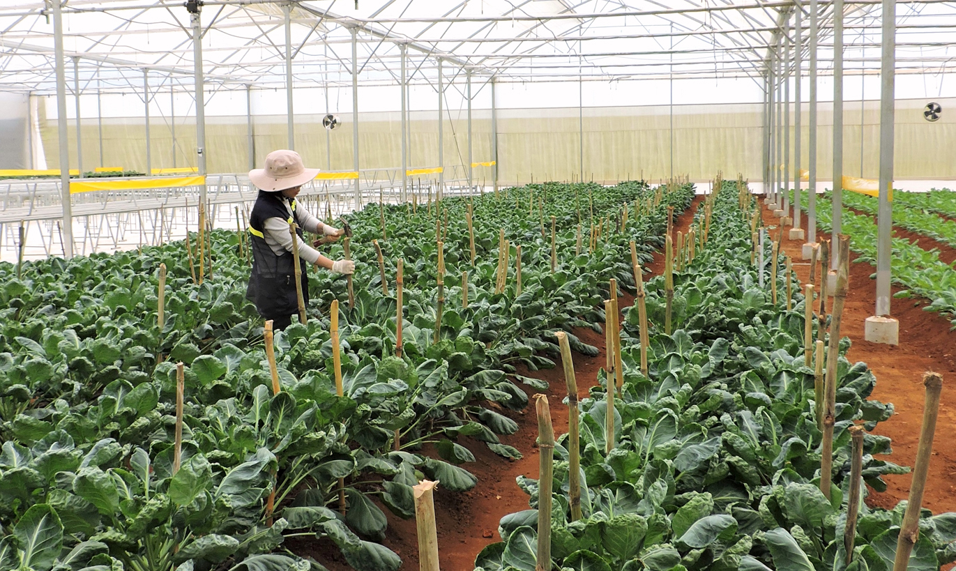 Kon Tum: Xây dựng nông thôn mới gắn với tái cơ cấu ngành nông nghiệp